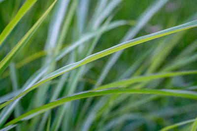 Close-up of crop growing on field