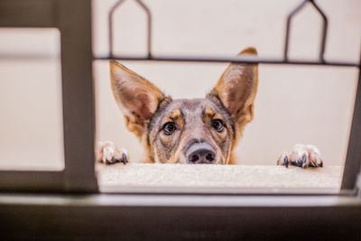 Portrait of dog looking through window