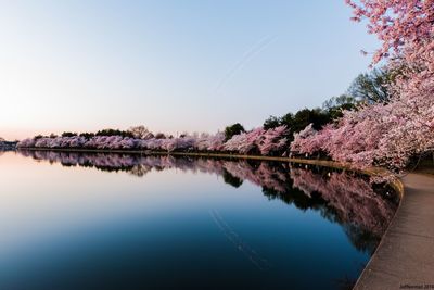 Reflection of trees in calm lake