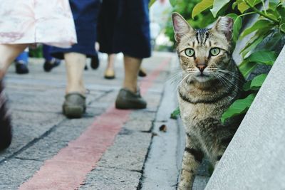 Cat looking away