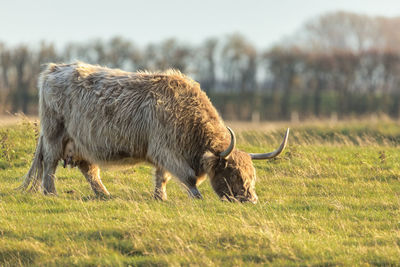 Side view of sheep on field