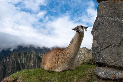 Llama on a rock at machu picchu, peru