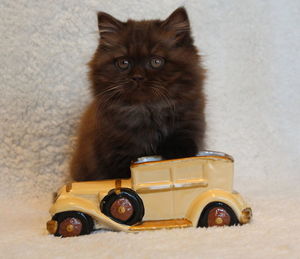 Portrait of cat sitting in car