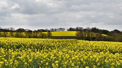 Scenic view of oilseed rape field against sky