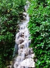 Stream flowing through forest