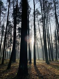 Sunlight streaming through trees in forest