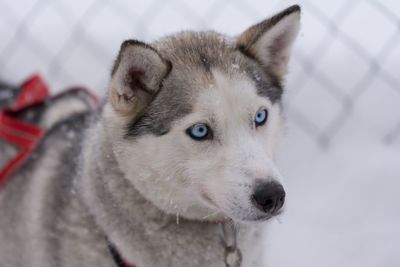 Close-up of dog looking away