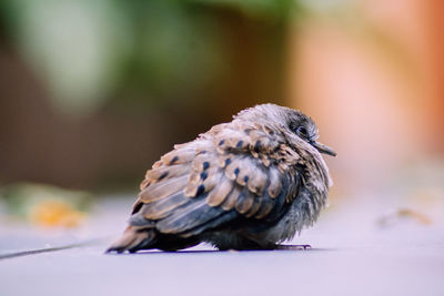 Close-up of bird perching