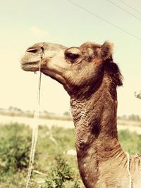 Close-up of a horse