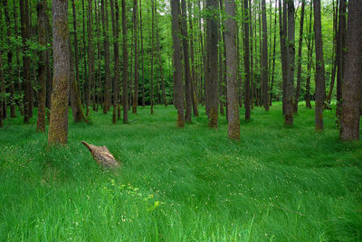 Trees growing in forest