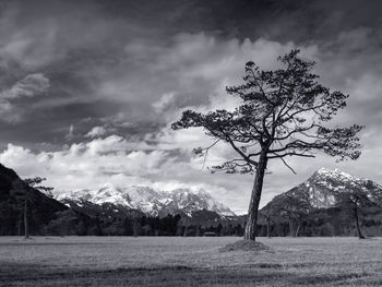 Trees on field against sky