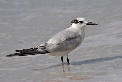 Gull-billed tern