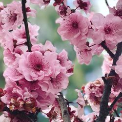 Close-up of pink flowers blooming outdoors