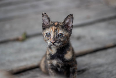 Portrait of cat relaxing outdoors