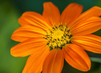 Close-up of orange dahlia blooming outdoors