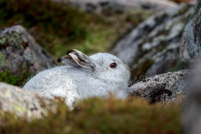 A mountain hare up close