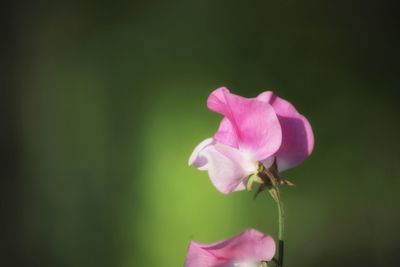 Close-up of pink flowering plant