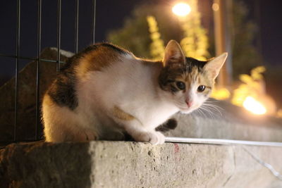 Portrait of cat sitting on retaining wall