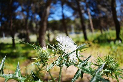 Close-up of plant against blurred background