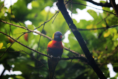 Low angle view of bird perching on branch