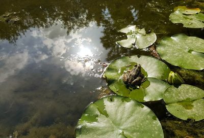 High angle view of water lily leaves floating on lake