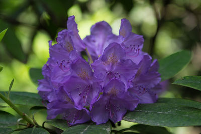 Close-up of purple flowers