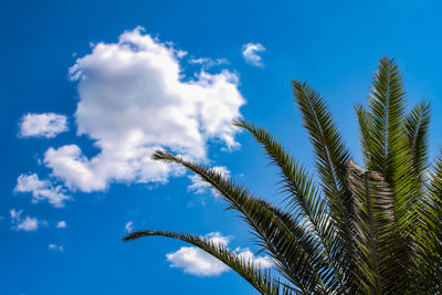 Low angle view of palm tree against blue sky