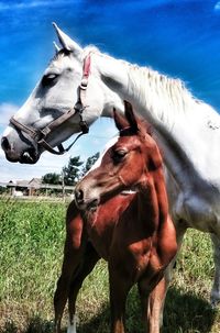 Close-up of horses on field against sky