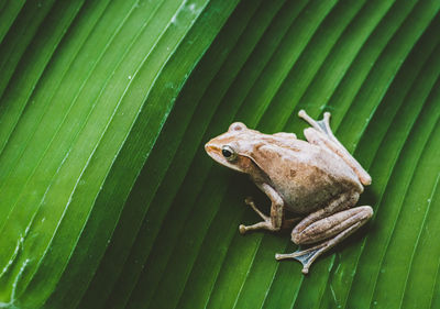 Close-up of frog on leaf