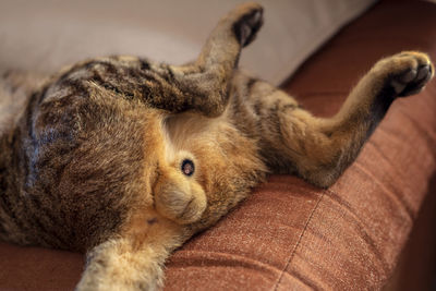 Close-up of a cat sleeping