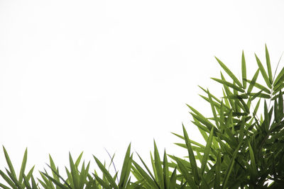 Low angle view of plants against clear sky