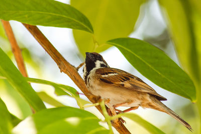 Close-up of bird perching on branch