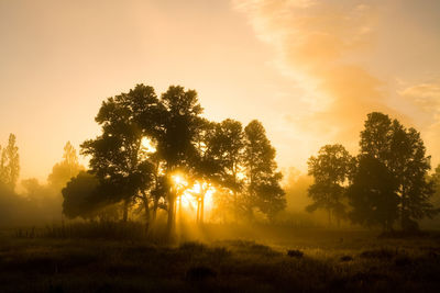 Trees on field against sky during sunset