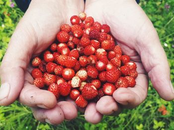 Midsection of person holding strawberries on field
