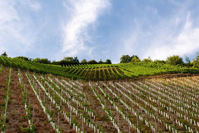 Panoramic view of vineyard against sky