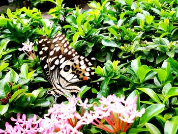 Close-up of butterfly on leaf