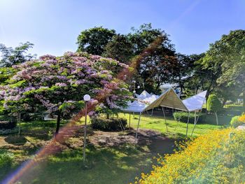 Flowering plants and trees by building against sky