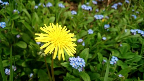 Close-up of yellow flower blooming in field