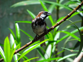 Close-up of male sparrow perching on a plant