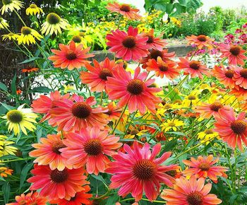 High angle view of flowering plants in park