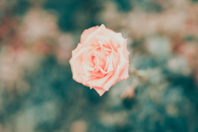 Close-up of pink rose