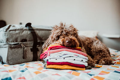 Dog sleeping by luggage on bed at home