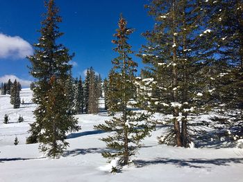 Trees on snow covered land against sky