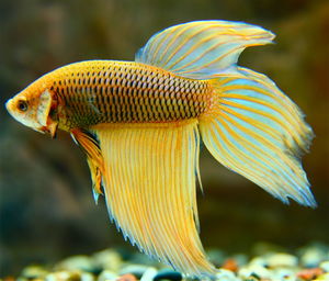 Close-up of a siamese fithing fisch