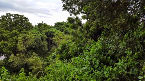 Trees growing in forest against sky