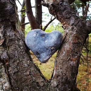 Close-up of heart shape on tree trunk