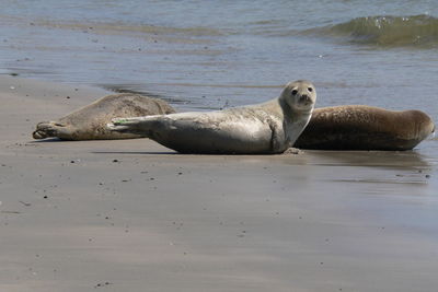 View of seals resting on beach