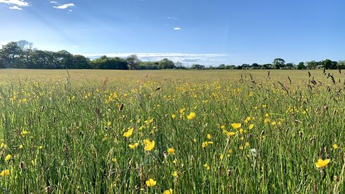 Scenic view of yellow flower field against sky