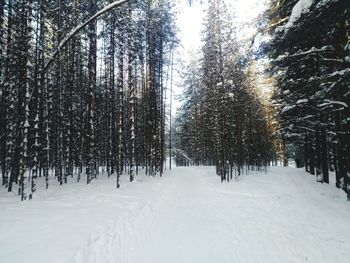 Snow covered pine trees in forest