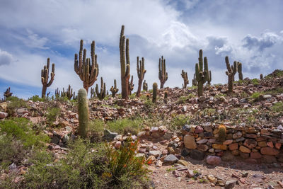 Cactus plants growing on rocks against sky